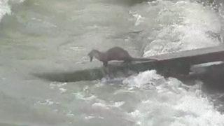 Kuşadası'nda heyecanlandıran anlar! Tatlı su samuru görüldü