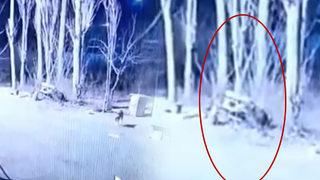 Aç kurtlar köpeği parçaladı! Dehşet anlar