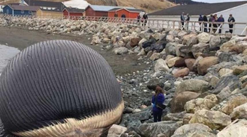 Dev balina her an patlayabilir