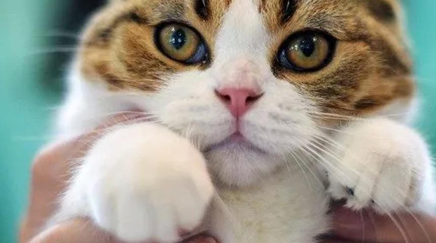 Görüntüler infiale yol açmıştı... Kedi yavrusuna eziyete istenen ceza belli oldu