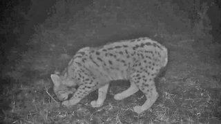 Nesli tükenme tehlikesi altında... Samsun'da görüntülendiler