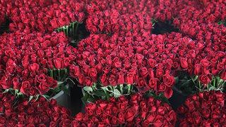 14 Şubat Sevgililer Günü yaklaşırken gözler çiçek tezgahlarında... Fiyatlar el yakacak