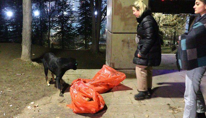 Dakikalarca başlarından ayrılmadı! Görenler gözyaşlarına hakim olamadı... Ölü bulunan 8 köpekte zehirlenme şüphesi