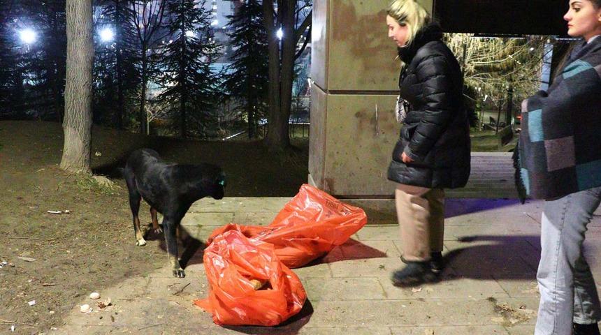 Dakikalarca başlarından ayrılmadı! Görenler gözyaşlarına hakim olamadı... Ölü bulunan 8 köpekte zehirlenme şüphesi