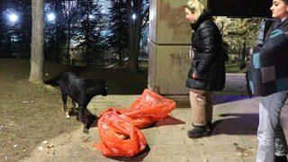 Dakikalarca başlarından ayrılmadı! Görenler gözyaşlarına hakim olamadı... Ölü bulunan 8 köpekte zehirlenme şüphesi