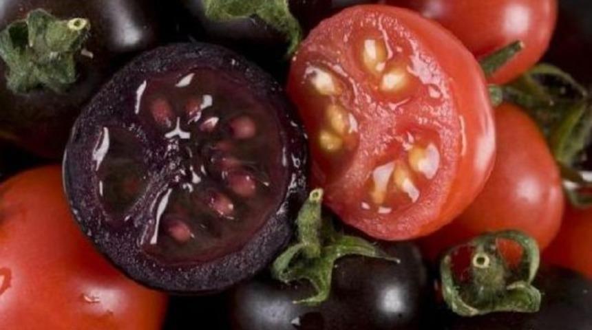 Genetik ayarlı mor domates tepki &ccedil;ekti