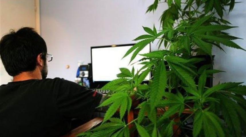 Uruguay’da marihuana satışına bir adım daha yaklaşıldı