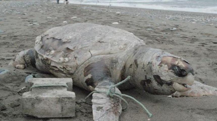 Caretta'yı yüzgecine taş bağlayıp denize attılar