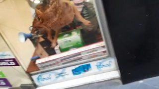 Samsun'da dükkana giren yaralı tilki panik yarattı! Böyle bir olayla karşılaştığım için çok şaşkınım