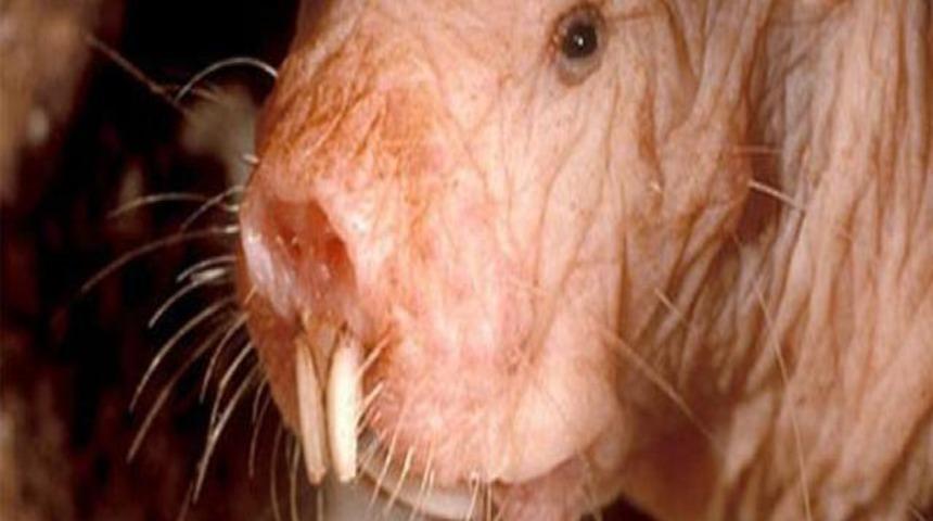 Uzun yaşamın sırrı onda gizli