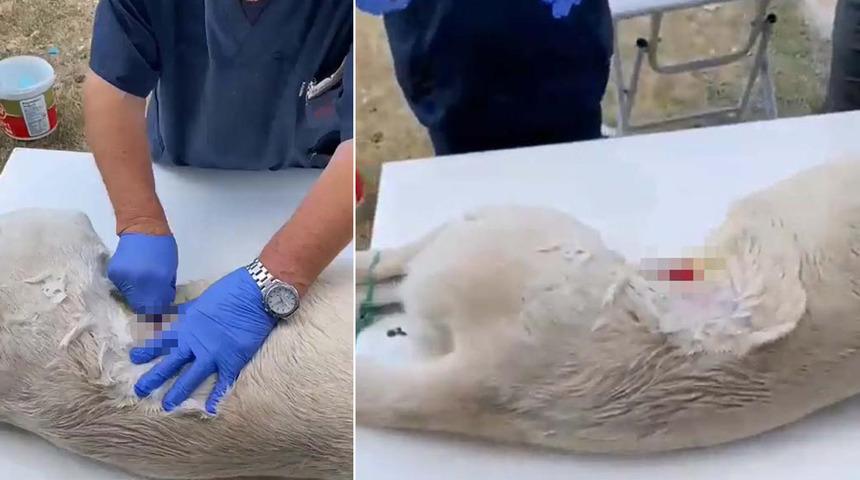 Sosyal medyayı ayağa kaldırdı! Köpeğe anestezisiz kısırlaştırma operasyonu iddiasına soruşturma