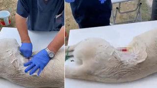 Sosyal medyayı ayağa kaldırdı! Köpeğe anestezisiz kısırlaştırma operasyonu iddiasına soruşturma