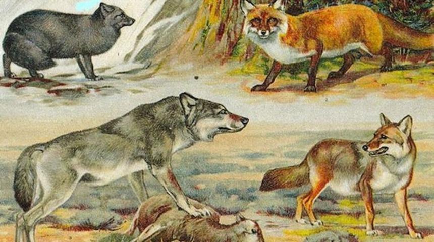 D&uuml;nyanın en eski k&ouml;pek t&uuml;r&uuml;