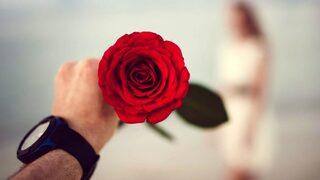 14 Şubat Sevgililer Günü'nde neden gül gönderilir? Gül hediye etmek ne anlama gelir? Güllerin anlamı nedir?