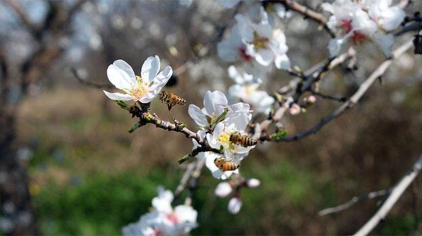 Cemre ne zaman, nereye düşecek? 2022 Cemre düştü mü? 2022 ilk cemre ne zaman düşecek? 