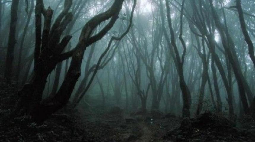 Dehşet ormanı ortaya çıkarıldı