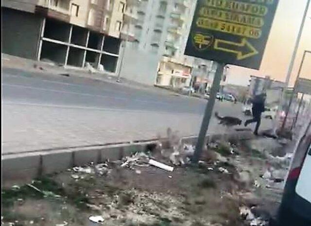 Derik'te 4’ü çocuk 7 kişi sokak köpeklerinin saldırısında yaralandı / Ek fotoğraflar - Güvenlik - Mardin - Derik