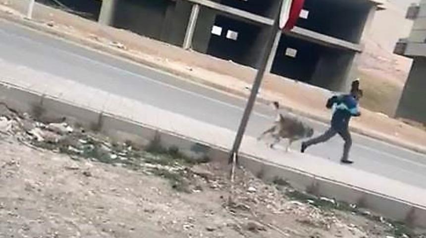  Son dakika: Köpeklerin saldırısında yaralanmışlardı! Yeni görüntüler ortaya çıktı
