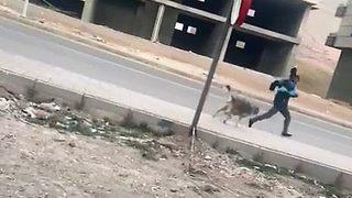  Son dakika: Köpeklerin saldırısında yaralanmışlardı! Yeni görüntüler ortaya çıktı