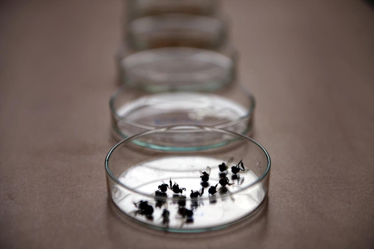 Kafkas arısının ayrıntılı gen haritası "ana vatanında" &ccedil;ıkarılıyor