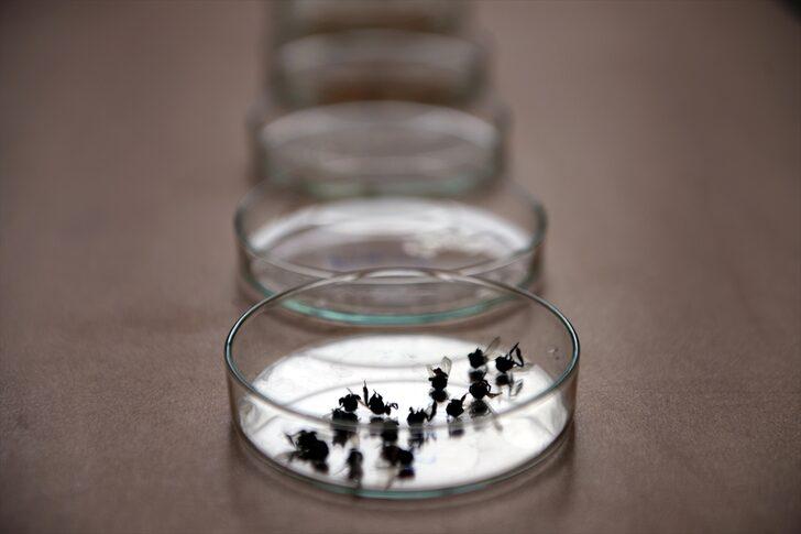 Kafkas arısının ayrıntılı gen haritası "ana vatanında" çıkarılıyor G1