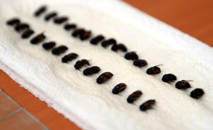 Kafkas arısının ayrıntılı gen haritası "ana vatanında" çıkarılıyor G2