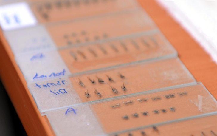 Kafkas arısının ayrıntılı gen haritası "ana vatanında" çıkarılıyor G3