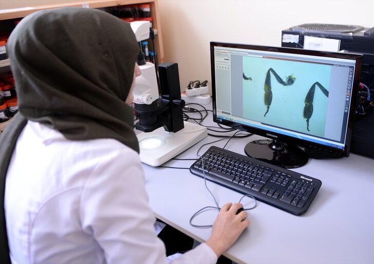 Kafkas arısının ayrıntılı gen haritası "ana vatanında" çıkarılıyor G4