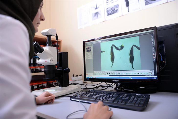 Kafkas arısının ayrıntılı gen haritası "ana vatanında" çıkarılıyor G5