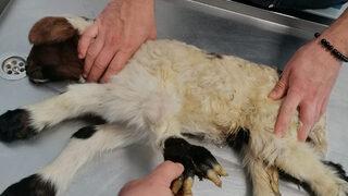 Nadir görülüyor! Koyun, 5 ayaklı kuzu doğurdu