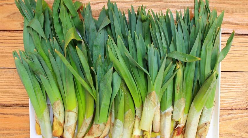 İlaç kadar faydalı! Doktorlar bile öneriyor: Çiriş otu nedir, çiriş otunun faydaları nelerdir? Çiriş otu neye iyi gelir?