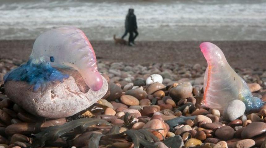 İngiltere sahillerinde denizanası alarmı verildi! Uzmanlar ziyaretçileri ölümcül yaratıklara karşı uyardı