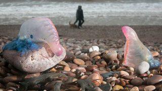 İngiltere sahillerinde denizanası alarmı verildi! Uzmanlar ziyaretçileri ölümcül yaratıklara karşı uyardı