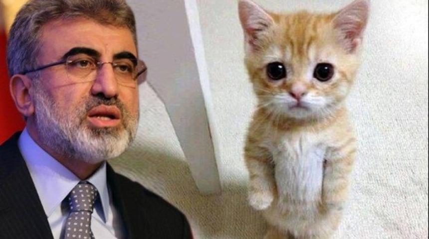 Trafoya giren kedi BBC'nin 1 Nisan listesinde