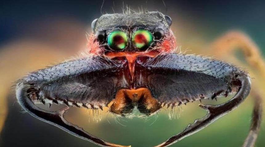 Dünyanın en pahalı tırtılı