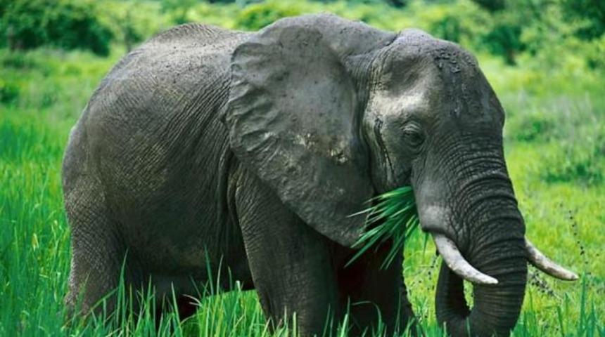 Kızgın fil otomobili parçaladı!