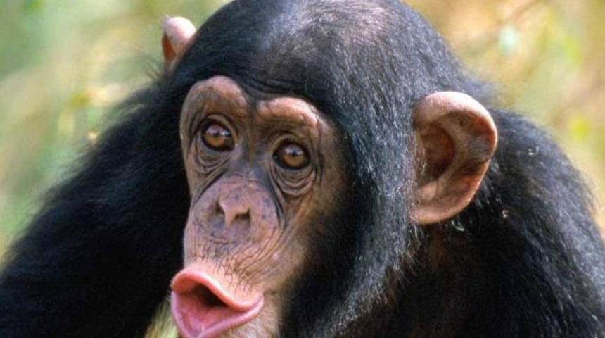 Bakın şu şempanzenin yaptıklarına