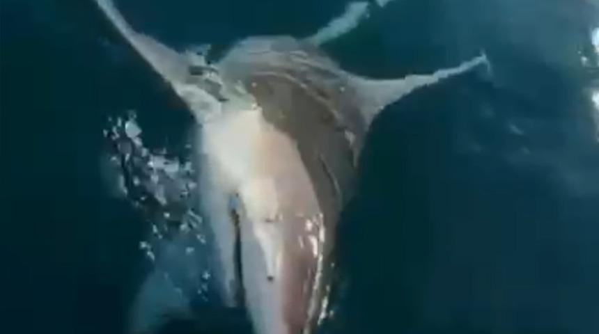 Oltalarına dev k&ouml;pek balığı takıldı! "Of Allah'ım bu ne!"