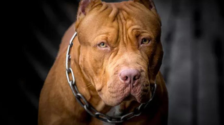 Beyoğlu'nda pitbull dehşeti! Çevredeki vatandaşlar vahşeti önledi