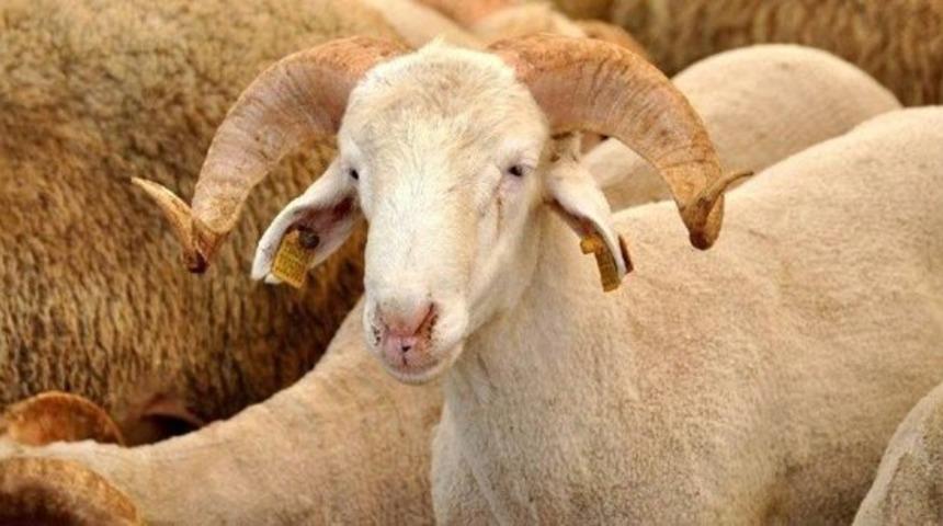 2022 Kurban Bayramı ne zaman? İşte 2022 yılı Kurban Bayramı takvimi!