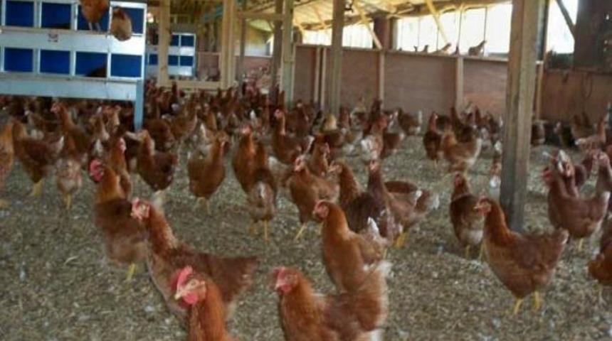 Tavuklar neden antibiyotikli?