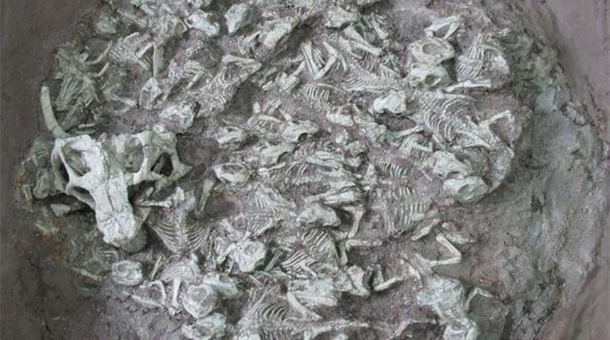 Bebek dinozor mezarlığı