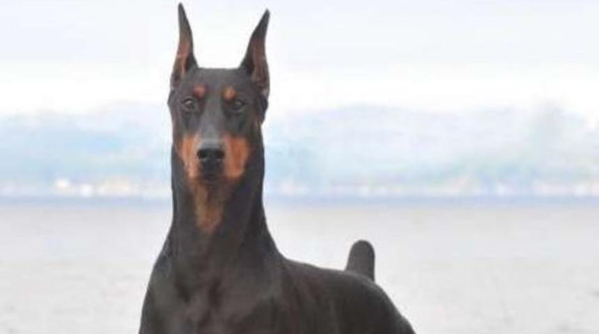 Sahibinin kanserini teşhis etti