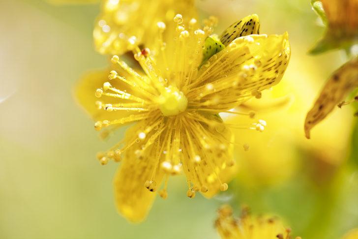 Doğal antidepresan ve antibiyotik! Yol kenarında bile yetişiyor G5