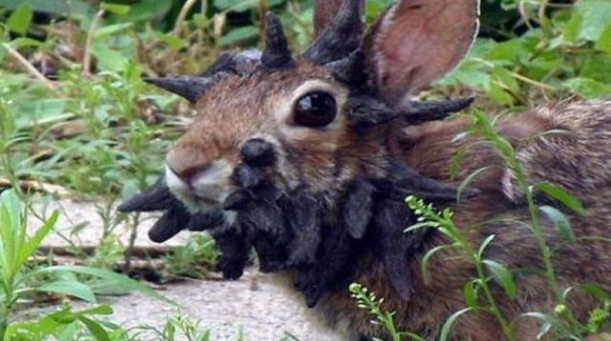 Sosyal medyayı sallayan görüntü!