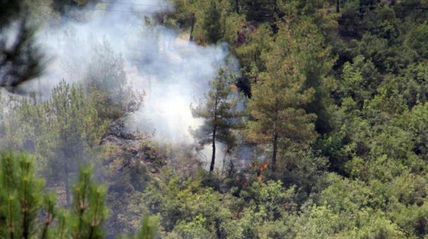 Aynı ormanı sırayla ateşe verdiler