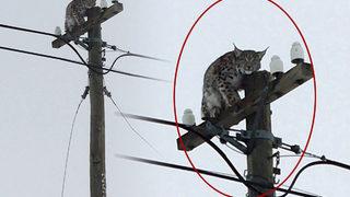 Telefon direğinde vaşak şaşkınlığı! Bakın nasıl çağırdı