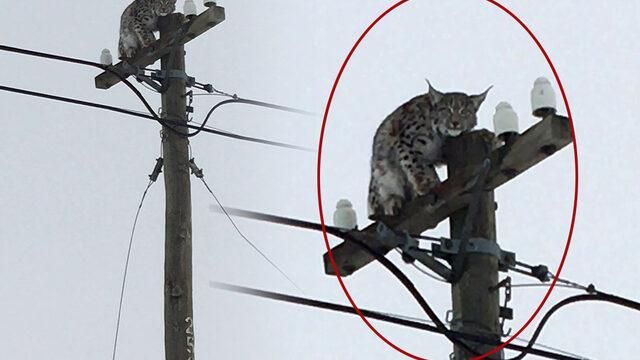 Telefon direğinde vaşak şaşkınlığı! Bakın nasıl çağırdı