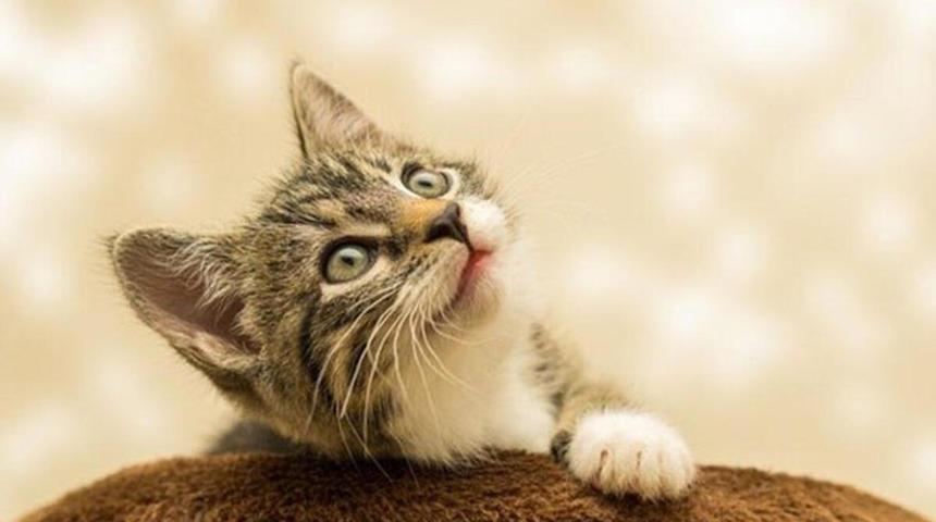 17 Şubat Dünya Kediler Günü nasıl ortaya çıktı? 17 Şubat neden Dünya Kediler Günü? Dünya Kediler Günü sözleri ve mesajları!