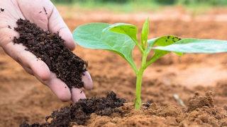 Gübre fiyatları ne kadar düştü? Cumhurbaşkanı Erdoğan duyurdu! Gübre fiyatları ne kadar oldu? 